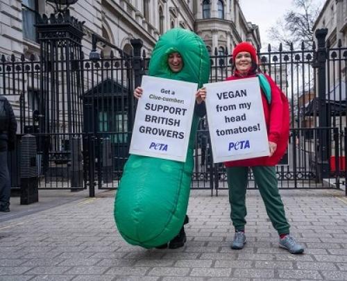 عکس/اعتراض خیار و گوجه ای در بریتانیا!