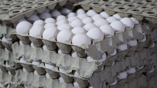  قیمت کنونی هر کیلو تخم‌مرغ ۴۷ هزار و ۲۰۰ تومان