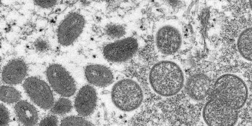  ویروس‌ها به سیستم ایمنی انسان درس می‌دهند 