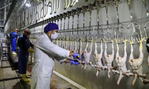  هشدار در خصوص افزایش قیمت مرغ 