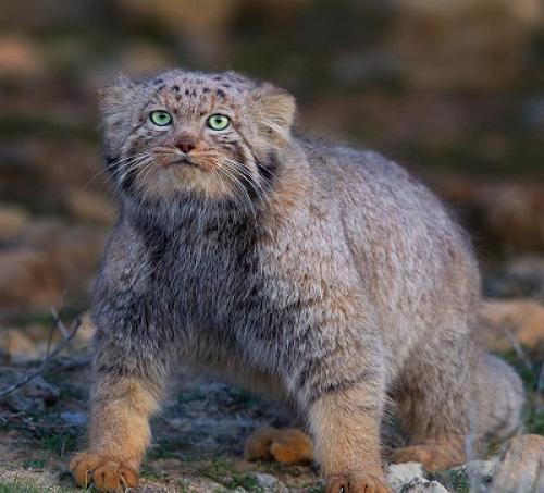 تصویری از یک گربه‌ نادر در خراسان
