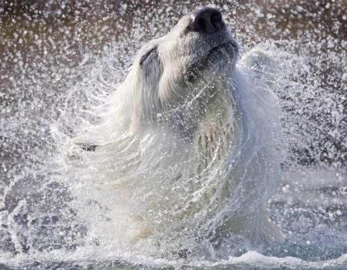 روزمرگی‌ها خرس قطبی به روایت تصویر