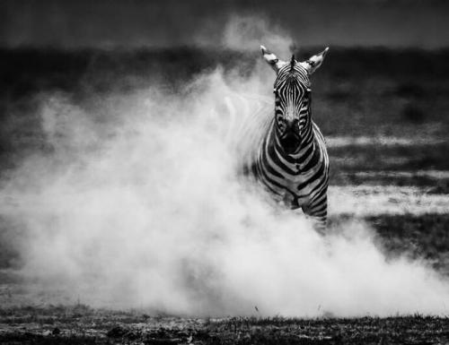 سیاه و سفید از حیات وحش آفریقا