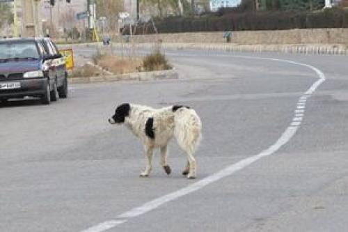  حمله سگ ولگرد به ۵ شهروند در کاشان