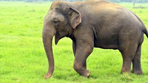  نبرد دلهره‌ آور دو فیل سنگین وزن برای ریاست 