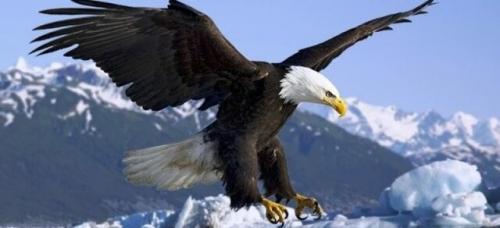 شکارهای حیرت‌آور عقاب‌ها