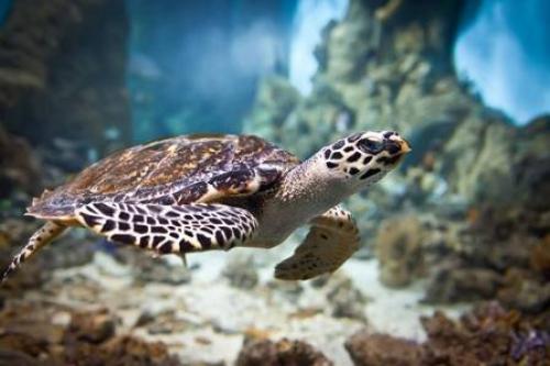 ۳ برنامه محیط زیست برای حفاظت از لاک‌پشت‌ها و پستانداران خلیج فارس