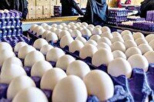 قیمت جدید تخم مرغ در میادین تره بار