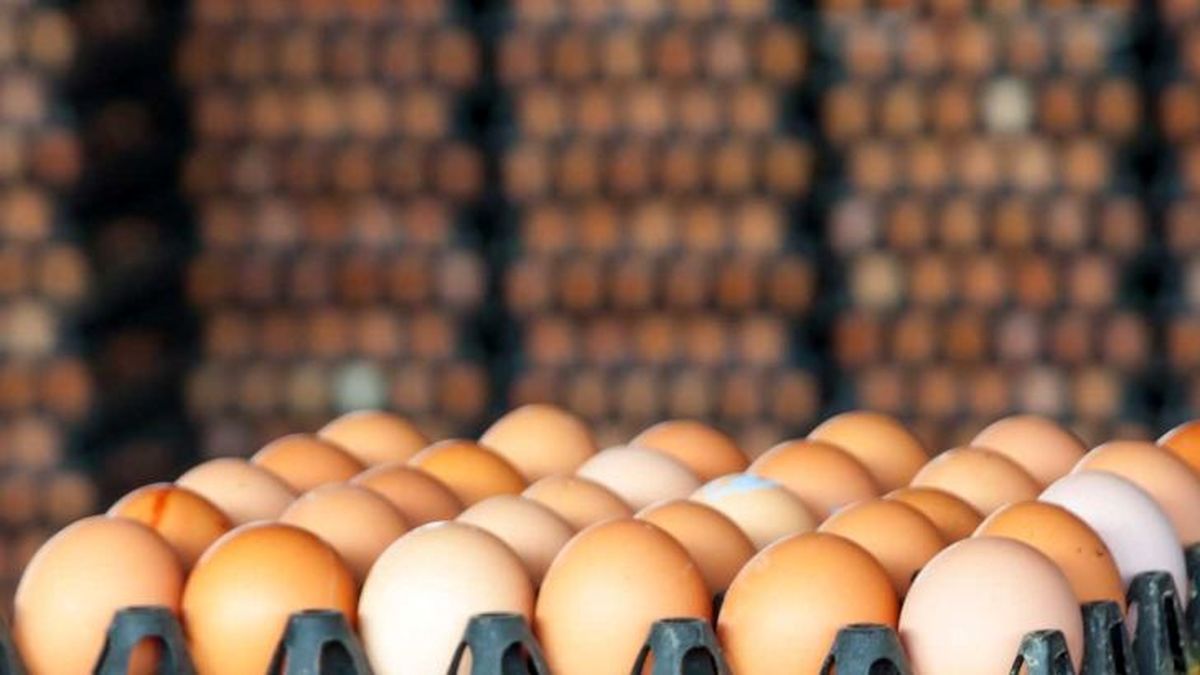 صادرات تخم مرغ یک‌شبه ممنوع شد!