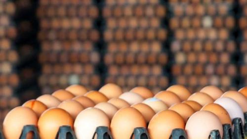 صادرات تخم مرغ یک‌شبه ممنوع شد!