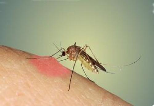  درمان سریع نیش حشرات