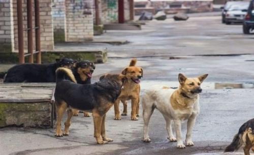  جزئیات ساماندهی سگ‌های ولگرد در ۲۲ منطقه تهران در مدت یک ماه اعلام شد 