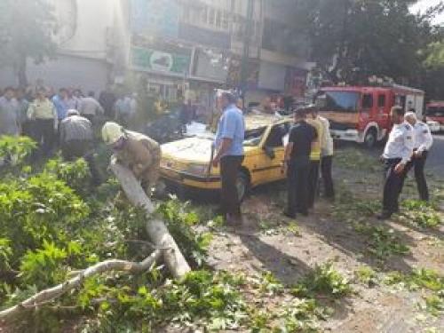 سقوط درخت در خیابان ولیعصر