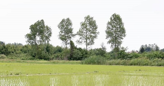 عکس/ نشاء سنتی برنج در شالیزارهای گیلان