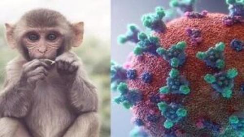 ویروس آبله میمون روی سطوح تکثیر می‌شود