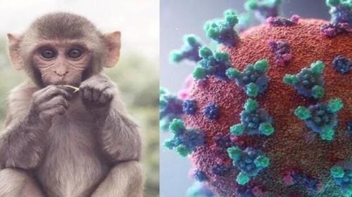  ویروس آبله میمونی روی سطوح تکثیر می‌شود