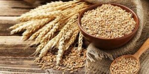 خرید تضمینی ۳.۱ میلیون تن گندم از کشاورزان
