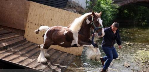 تصاویر: نمایشگاه اسب در بریتانیا