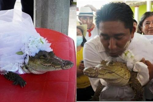 ازدواج یک شهردار با یک تمساح!