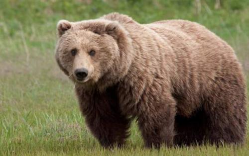 حمله خرس به مردم در دماوند +فیلم