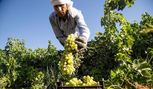 تصاویر برداشت انگور از تاکستان‌های غزاویه