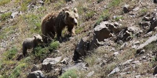  مشاهده ۲ قلاده خرس در خطر انقراض در الموت 