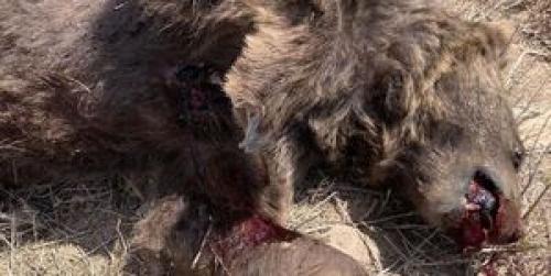  مرگ خرس قهوه‌ای با شلیک گلوله در شاهرود