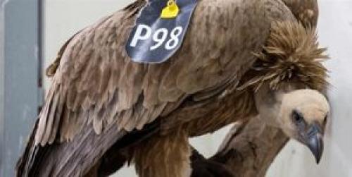 پرنده جاسوس در لبنان به دام افتاد