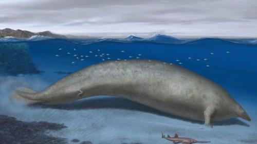  دانشمندان بقایای نهنگ بزرگ باستانی را کشف کردند که احتمالا سنگین‌ترین موجود تاریخ است