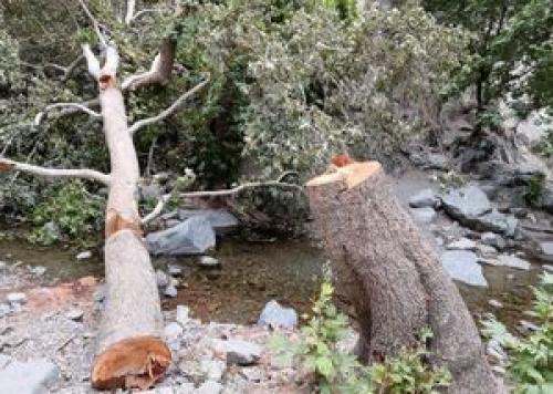 احضار قضایی چند مسئول بخاطر قطع یک درخت