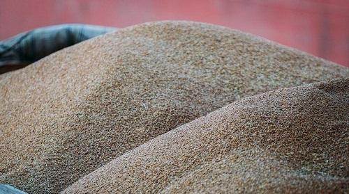  میزان خرید گندم کشور نسبت به سال گذشته ۲ و نیم میلیون تُن افزایش یافت