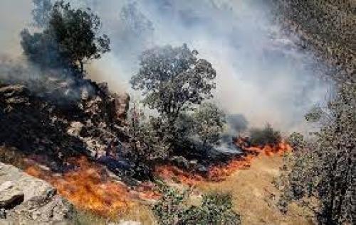 حضور پررنگ زنان در مهار آتش سوزی جنگل های بلوط در ارتفاعات هورامان 