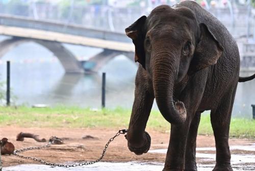  (تصاویر) جنجال غل و زنجیر کردن دو فیل سالخورده در باغ وحش