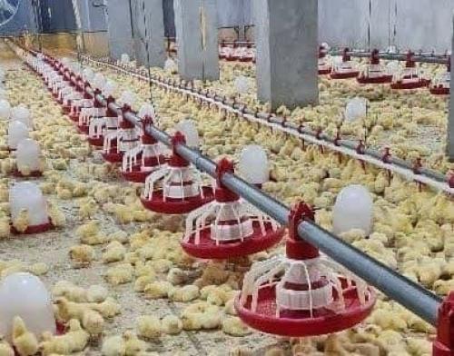 راه‌اندازی واحدهای راکد مرغداری و افزایش جوجه‌ریزی در شهرستان زابل 