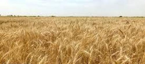  راد: ۳ میلیون تن بیشتر از سال گذشته گندم داخلی خریداری شد 