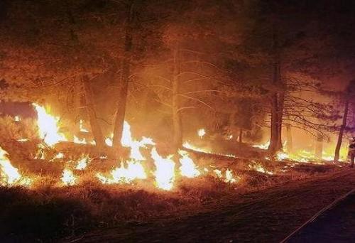 آتش سوزی جنگلی در تگزاس 