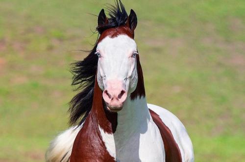 تصاویری از اسب زیبا در برزیل