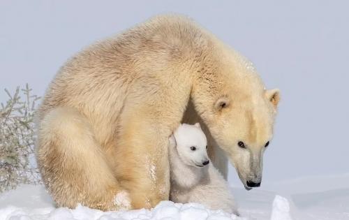 توله خرس قطبی مادرش را کلافه کرد 