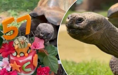 جشن تولد ۵۷ سالگی یک لاک‌پشت غول پیکر
