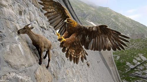  فیلم/ شکار بی‌نظیر بز کوهی توسط عقاب