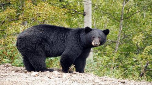  مشاهده ۴ قلاده خرس سیاه آسیایی در کهنوج+ فیلم