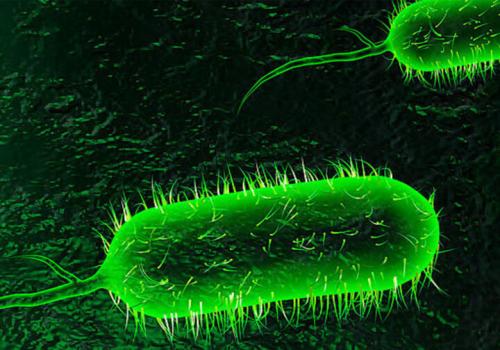 اولین مورد ابتلا به بیماری وبا  شناسایی شد