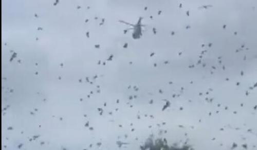 حمله ۳۰۰ هزار خفاش به شهری در استرالیا+فیلم