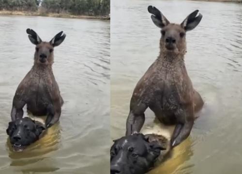 غرق کردن یک سگ توسط یک کانگورو 