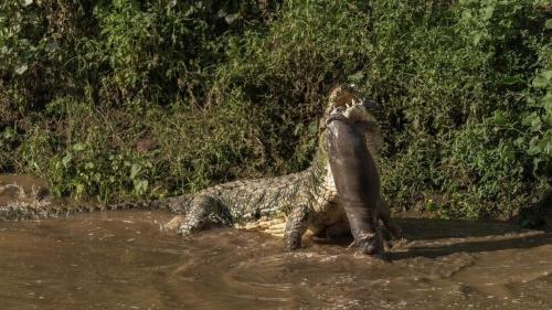  (ویدئو) شکار هولناک تمساح غول پیکر نیل