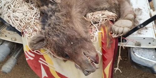  مرگ 2 خرس قهوه‌ای با شلیک گلوله+ عکس 