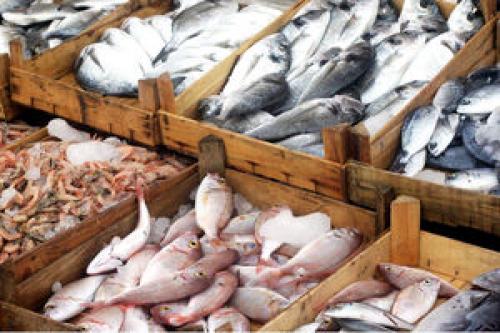 علت افزایش قیمت ماهی چیست؟