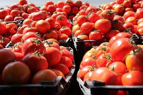 دلیل گرانی گوجه فرنگی چیست؟