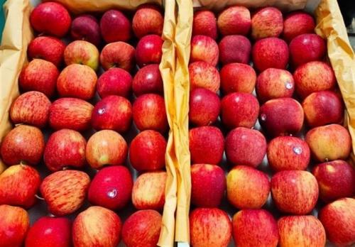 بخشنامه جدید دولت هند برای واردات سیب به این کشور