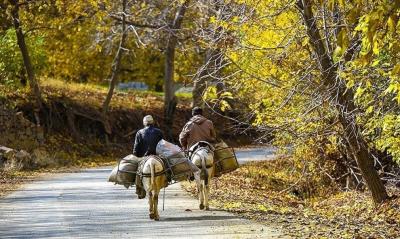  (تصاویر) پاییز رنگارنگ کردستان